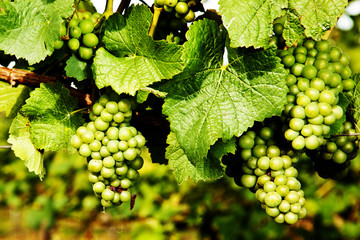Halbreife Weintrauben im Weinberg 281