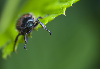 Ogrodnica niszczylistka Phyllopertha horticola © Gucio_55