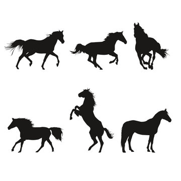 Horse Course Shadow Equitation Cheval