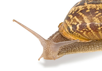 Clsoe up of Burgundy (Roman) snail isolated on white background