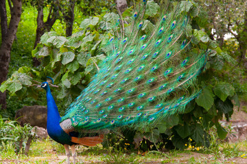 Peacocks in Spain