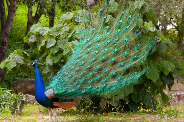 Crédence de cuisine en verre imprimé Paon Peacocks in Spain