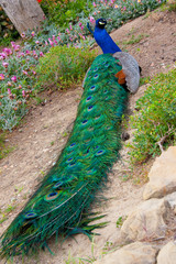 Obraz premium Peacocks in Spain