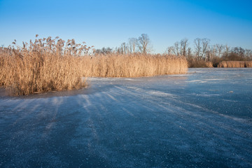 Frozen wetland with golden reed