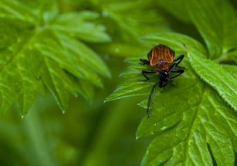 Ogniczek Schizotus pectinicornis