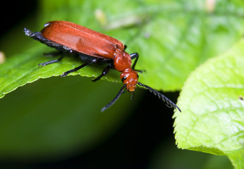 Ogniczek Pyrochroa serraticornis