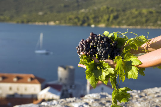 grapes in hand with sea in background