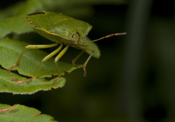 Odorek zieleniak Palomena prasina © Gucio_55