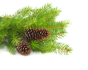 branches with pine cones