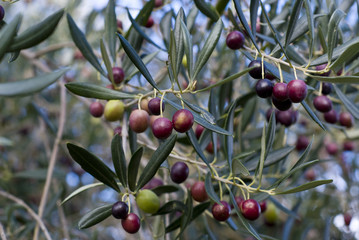 Oliven an einem Olivenbaum