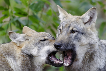 Spielende Wölfe