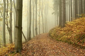 Fototapeten Lane through the mysterious woods on a foggy autumn morning © Aniszewski