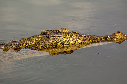 Salzwasser Krokodil