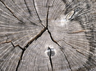 Texture Tree Rings