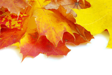 Fototapeta na wymiar autumn leafs
