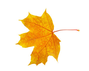 autumn maple leaf