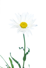 white chamomile
