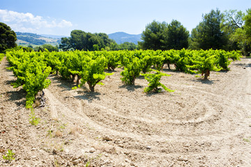 Fototapeta na wymiar vineyards near Bandol, Provence, France