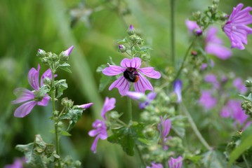 Bourdon butinant fleur