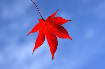 red maple leaf