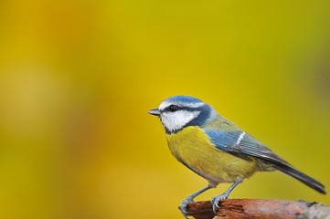 Herrerillo común,cyanistes caeruleus