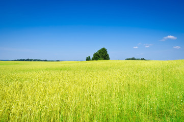 Corn field in summer time landscape
