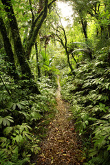 Trail in tropical forest jungle