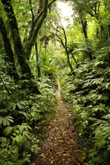 Gordijnen Trail in tropical forest jungle © Stillfx