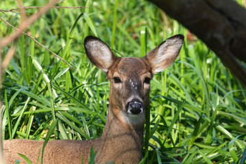 White-tailed Deer Doe