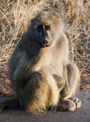 Baboon sitting on the road early in the morning cold
