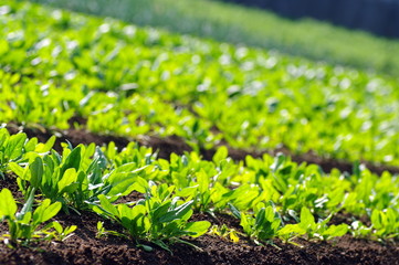 ほうれん草畑/国産野菜
