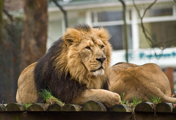 Thoughtful lion rests in an enclosure