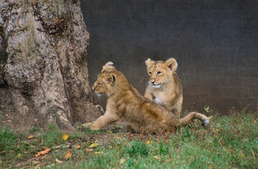 Two lion cubs play