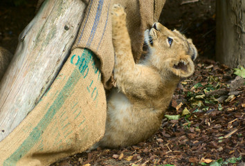 Lion cub plays with rug