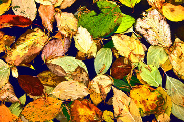colorful  leaves in harmony
