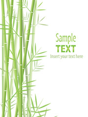 Fototapeta na wymiar bamboo vector background
