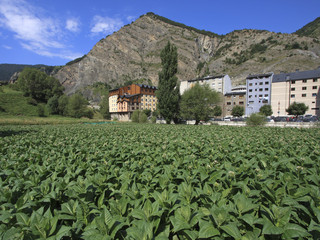 Fototapeta na wymiar Plantacji tytoniu w miejscowości Canillo, Andora