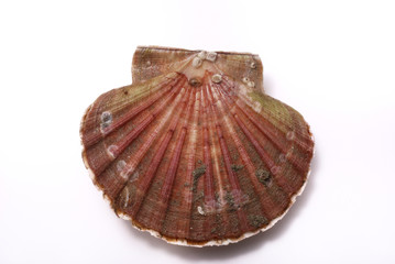 Scallop