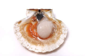 Scallop