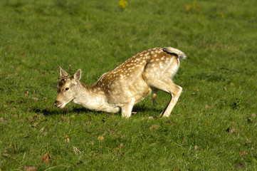 whilst settling on grassland