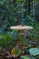 Lepiota