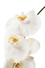 Fototapeta na wymiar orchid