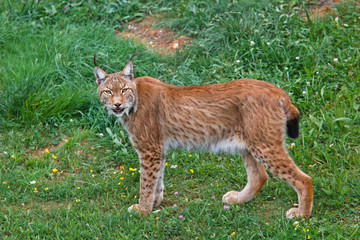 Naklejka premium Lynx pardinus