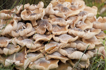 Champignons