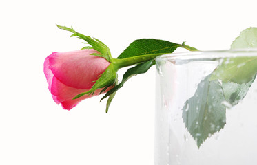 Fototapeta premium Rose.