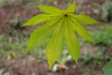Yellow Autumn leaf