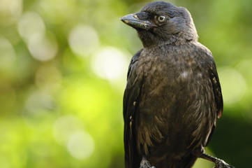 Jackdaw