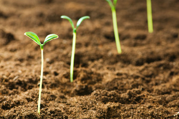 Green seedling illustrating concept of new life