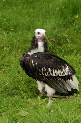 White-headed Vulture