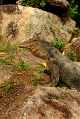 monitor lizard